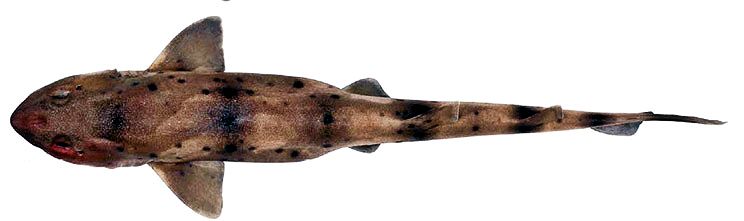 Scyliorhinus stellaris_04.jpg